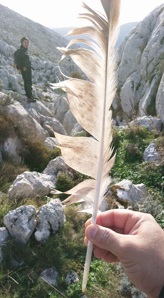 Riconoscimentp Piuma